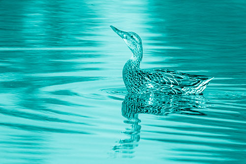 Floating Mallard Duck Watches Dragonfly Buzzing Above (Cyan Shade)