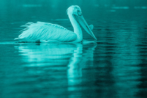 Floating Pelican Reflection Among Lake Water (Cyan Shade)