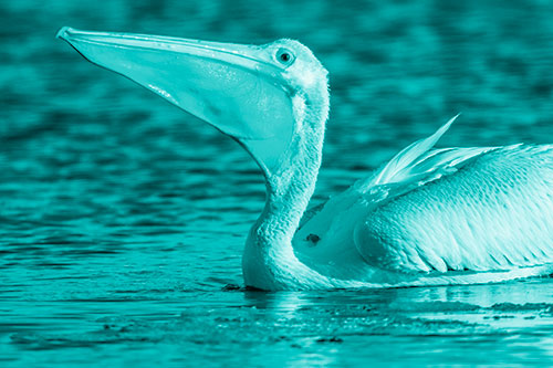 Floating Pelican Swallows Fishy Dinner (Cyan Shade Photo)