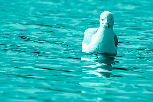 Floating Seagull Making Direct Eye Contact (Cyan Shade)