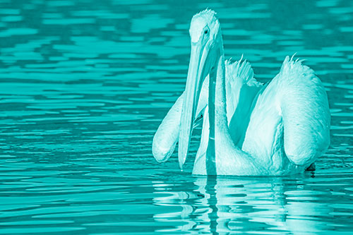 Floating Wing Spread Pelican Hunting For Fishy Breakfast (Cyan Shade)