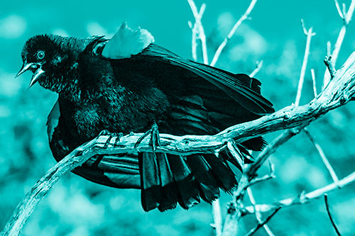 Fluffy Red Winged Blackbird Cawing Among Curving Branch (Cyan Shade)