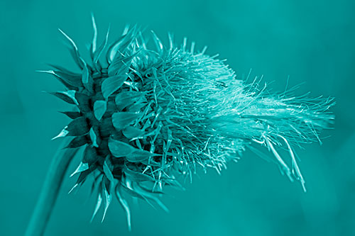 Fluffy Spiked Bug Eyed Thistle Face (Cyan Shade Photo)