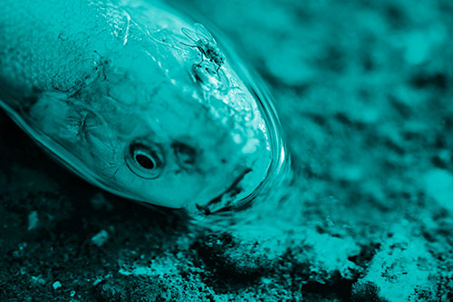 Fly Grooming Atop Dead Freshwater Whitefish Eyeball (Cyan Shade Photo)