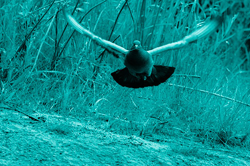 Flying Pigeon Collecting Nest Sticks (Cyan Shade Photo)
