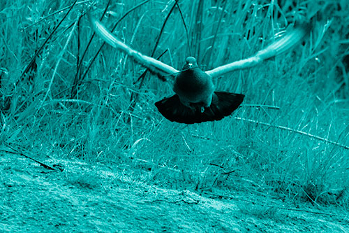 Flying Pigeon Collecting Nest Sticks (Cyan Shade)