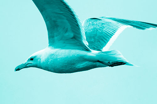 Flying Seagull Close Up During Flight (Cyan Shade Photo)