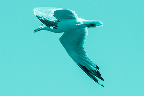 Flying Seagull Searching For Fishy Breakfast (Cyan Shade)