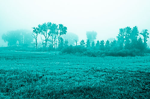 Fog Lingers Beyond Tree Clusters (Cyan Shade Photo)