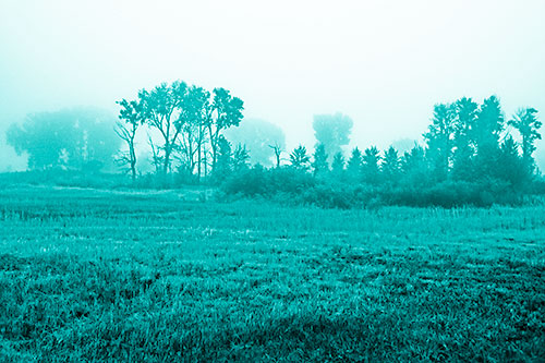 Fog Lingers Beyond Tree Clusters (Cyan Shade)