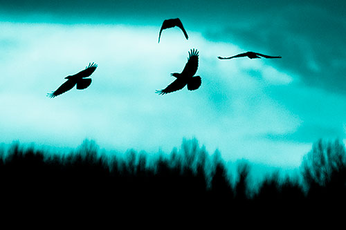 Four Crows Flying Above Trees (Cyan Shade Photo)