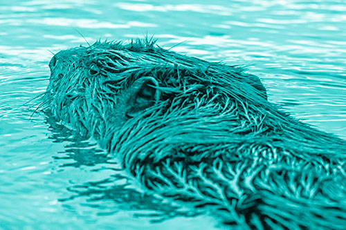 Frightened Beaver Swims Upstream River (Cyan Shade Photo)