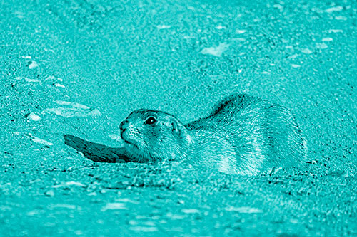 Frightened Russet Ground Squirrel Crouching Atop Dirt Mound (Cyan Shade)