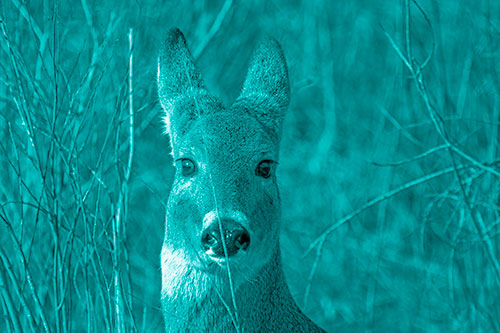 Frightened White Tailed Deer Staring (Cyan Shade)