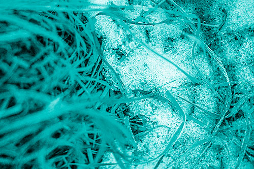 Frowning Grass Face Buried Among Snow (Cyan Shade)