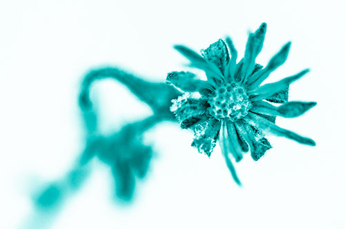 Frozen Ice Clinging Among Bending Aster Flower Petals (Cyan Shade Photo)