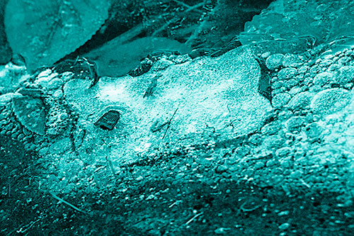 Frozen Rubber Eyed Ice Face Smiling Among Floating Leaves (Cyan Shade)