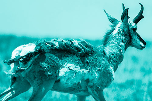 Fur Shedding Pronghorn Walking Along Grass (Cyan Shade)