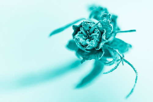 Fuzzy Blossoming Willow Cone Gall Midge (Cyan Shade)