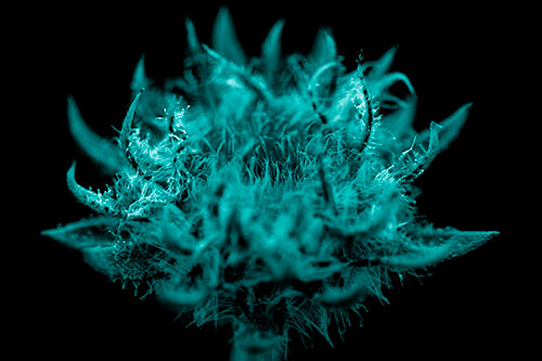 Fuzzy Sunflower Bud Begins Blooming (Cyan Shade)