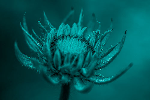 Fuzzy Unfurling Sunflower Bud Blooming (Cyan Shade Photo)