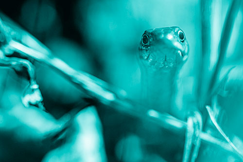 Garter Snake Peeking Head Above Sticks (Cyan Shade)