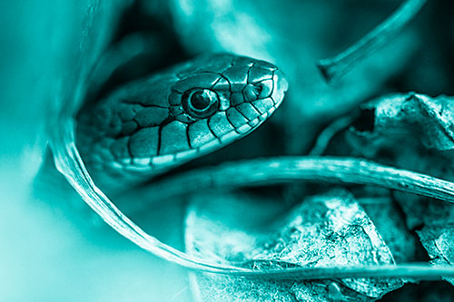 Garter Snake Peeking Out Dirt Tunnel (Cyan Shade)
