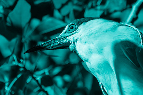 Gazing Black Crowned Night Heron Among Tree Branches (Cyan Shade Photo)