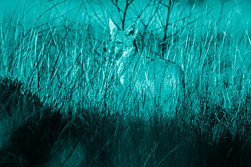 Gazing Coyote Watches Among Feather Reed Grass (Cyan Shade Photo)