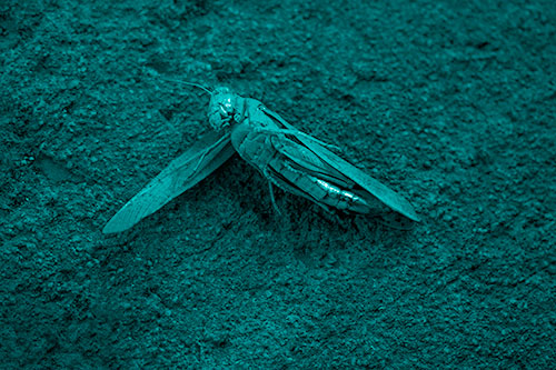 Giant Dead Grasshopper Laid To Rest (Cyan Shade Photo)