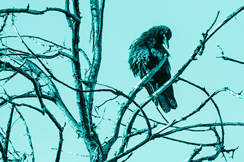 Glaze Eyed Crow Tilting Head Among Dead Tree Branches (Cyan Shade)