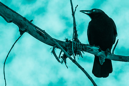 Glazed Eyed Crow Gazing Sideways Along Sloping Tree Branch (Cyan Shade Photo)
