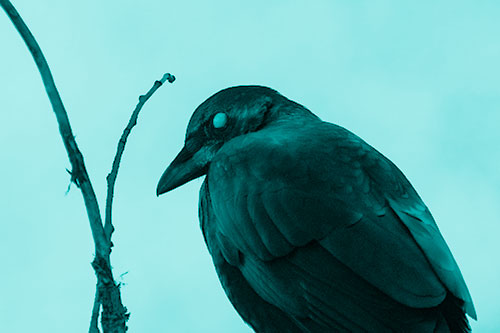 Glazed Eyed Crow Hunched Over Atop Tree Branch (Cyan Shade Photo)