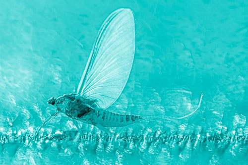 Glistening Mayfly Enjoying Bright Sunlight (Cyan Shade)