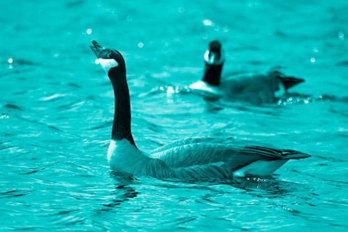 Goose Honking Loudly On Lake Water (Cyan Shade Photo)