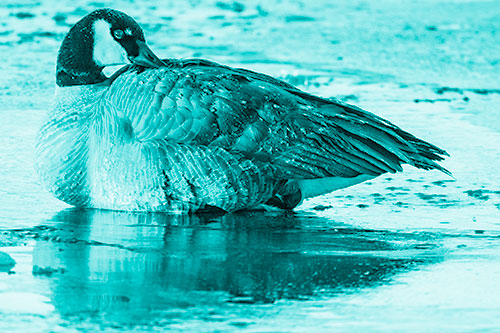 Goose Resting Atop Ice Frozen River (Cyan Shade Photo)