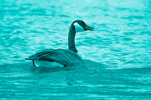 Goose Swimming Down River Water (Cyan Shade Photo)