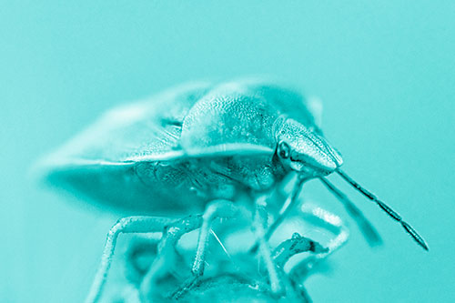 Gorse Shieldbug Standing Atop Gumplant (Cyan Shade)