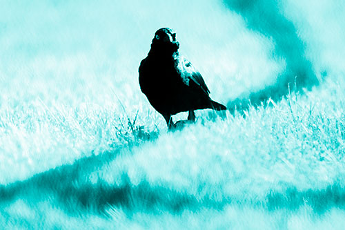 Grackle Bird Walking Down Shadow Line (Cyan Shade Photo)