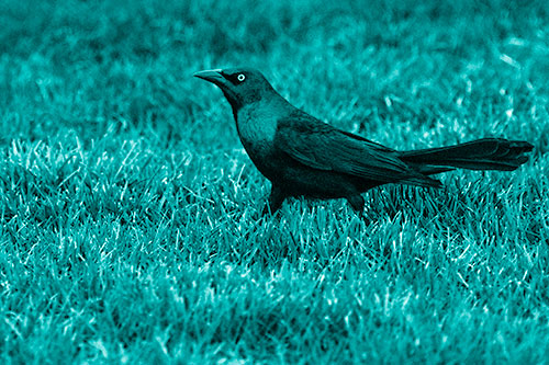 Grackle Walking Among Fresh Cut Grass (Cyan Shade)