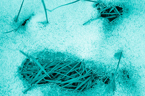 Grass Blade Face Pierces Through Melting Snow (Cyan Shade Photo)