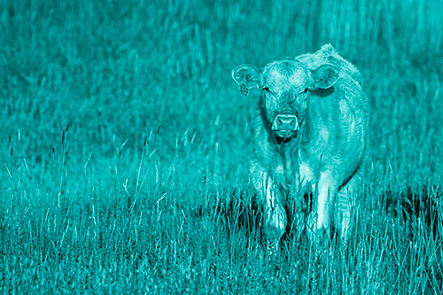Grass Chewing Cow Spots Intruder (Cyan Shade Photo)