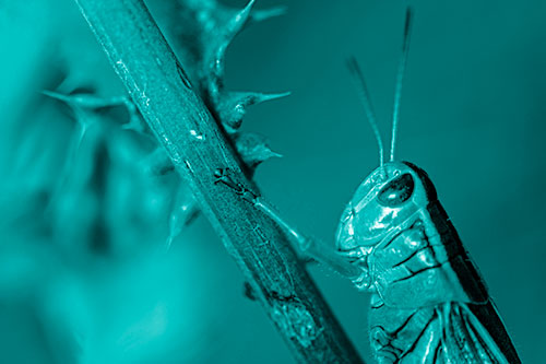 Grasshopper Hangs Onto Weed Stem (Cyan Shade Photo)