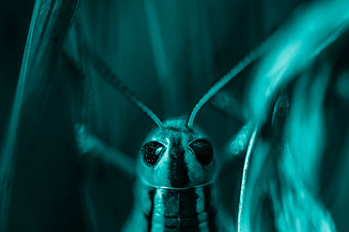 Grasshopper Holds Tightly Among Windy Grass Blades (Cyan Shade Photo)