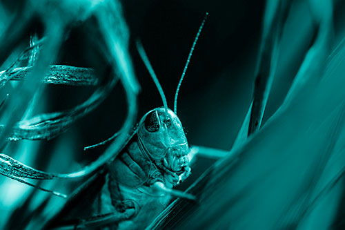 Grasshopper Perched Between Dead And Alive Grass (Cyan Shade Photo)