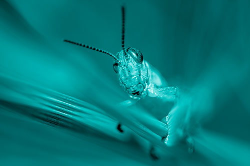 Grasshopper Rides Grass Blades Among Wind (Cyan Shade)