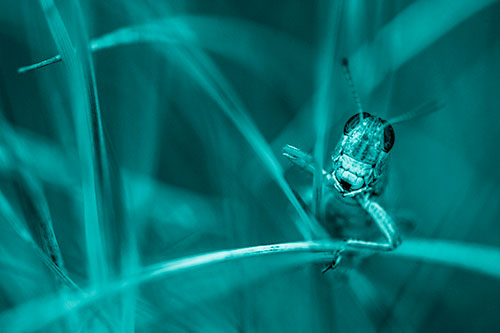 Grasshopper Smiling Among Intersecting Grass Blades (Cyan Shade)