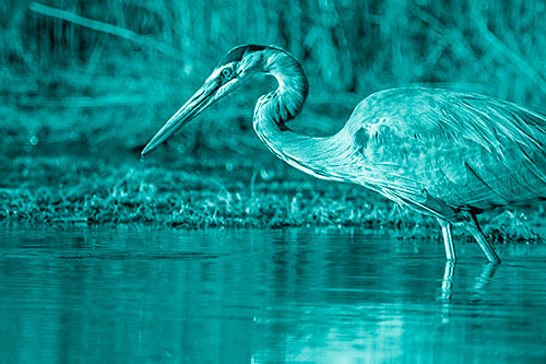 Great Blue Heron Beak Dripping Water (Cyan Shade Photo)