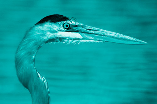 Great Blue Heron Beyond Water Reed Grass (Cyan Shade Photo)