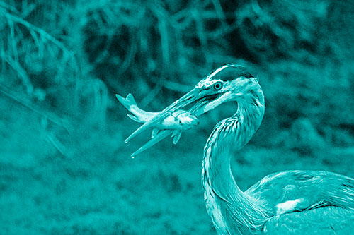 Great Blue Heron Clamps Trout Fish Between Beak (Cyan Shade)
